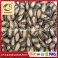 Best Quality Watermelon Seeds with Ce